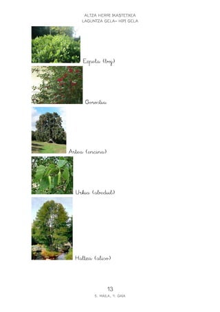 ALTZA HERRI IKASTETXEA
    LAGUNTZA GELA- HIPI GELA




     Ezpela (boj)




     Gorostia




Artea (encina)




  Urkia (abedul)




  Haltza (aliso)



                 13
         5. MAILA, 9. GAIA
 