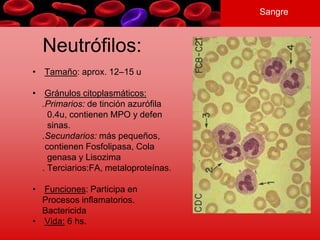 Sangre
Neutrófilos:
• Tamaño: aprox. 12–15 u
• Gránulos citoplasmáticos:
.Primarios: de tinción azurófila
0.4u, contienen MPO y defen
sinas.
.Secundarios: más pequeños,
contienen Fosfolipasa, Cola
genasa y Lisozima
. Terciarios:FA, metaloproteínas.
• Funciones: Participa en
Procesos inflamatorios.
Bactericida
• Vida: 6 hs.
 