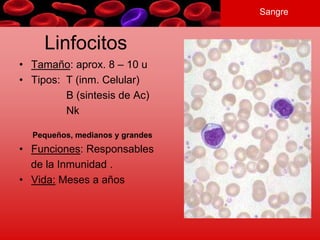 Sangre
Linfocitos
• Tamaño: aprox. 8 – 10 u
• Tipos: T (inm. Celular)
B (sintesis de Ac)
Nk
Pequeños, medianos y grandes
• Funciones: Responsables
de la Inmunidad .
• Vida: Meses a años
 