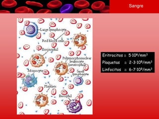Sangre
Eritrocitos 5·106/mm3
Plaquetas 2-3·105/mm3
Linfocitos 6-7·103/mm3
 