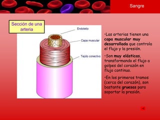 Sangre
Sección de una
arteria
•Las arterias tienen una
capa muscular muy
desarrollada que controla
el flujo y la presión.
•Son muy elásticas,
transformando el flujo a
golpes del corazón en
flujo continuo.
•En los primeros tramos
(cerca del corazón), son
bastante gruesas para
soportar la presión.
 