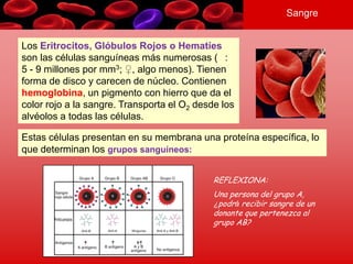 Sangre
Los Eritrocitos, Glóbulos Rojos o Hematíes
son las células sanguíneas más numerosas ( :
5 - 9 millones por mm3; ♀, algo menos). Tienen
forma de disco y carecen de núcleo. Contienen
hemoglobina, un pigmento con hierro que da el
color rojo a la sangre. Transporta el O2 desde los
alvéolos a todas las células.
Estas células presentan en su membrana una proteína específica, lo
que determinan los grupos sanguíneos:
REFLEXIONA:
Una persona del grupo A,
¿podrá recibir sangre de un
donante que pertenezca al
grupo AB?
 