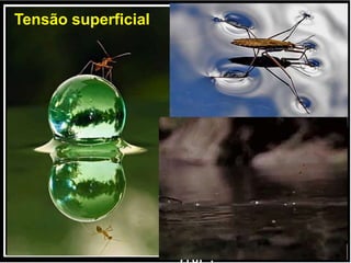 Tensão superficial
 