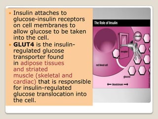  Insulin attaches to
glucose-insulin receptors
on cell membranes to
allow glucose to be taken
into the cell.
 GLUT4 is the insulin-
regulated glucose
transporter found
in adipose tissues
and striated
muscle (skeletal and
cardiac) that is responsible
for insulin-regulated
glucose translocation into
the cell.
 