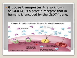  Glucose transporter 4, also known
as GLUT4, is a protein receptor that in
humans is encoded by the GLUT4 gene.
 