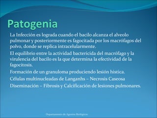 La Infección es lograda cuando el bacilo alcanza el alveolo pulmonar y posteriormente es fagocitada por los macrófagos del polvo, donde se replica intracelularmente.  El equilibrio entre la actividad bactericida del macrófago y la virulencia del bacilo es la que determina la efectividad de la fagocitosis. Formación de un granuloma produciendo lesión histica. Células multinucleadas de Langanhs – Necrosis Caseosa Diseminación – Fibrosis y Calcificación de lesiones pulmonares. Departamento de Agentes Biológicos 