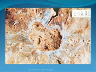 Departamento de Agentes Biológicos 