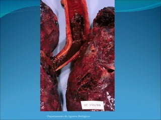 Departamento de Agentes Biológicos 