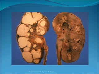 Departamento de Agentes Biológicos 