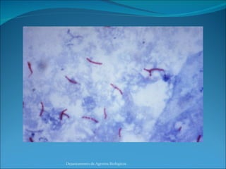 Departamento de Agentes Biológicos 