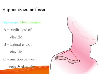9 nasopharyngeal-carcinoma | PPT