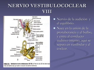 NERVIO VESTIBULOCOCLEAR VIII <ul><li>Nervio de la audición  y el equilibrio. </li></ul><ul><li>Nace en la unión de la prot...