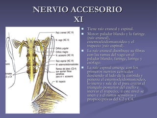 NERVIO ACCESORIO  XI <ul><li>Tiene raíz craneal y espinal. </li></ul><ul><li>Motor: paladar blando y la faringe.(raíz cran...