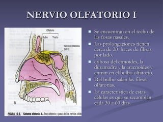 NERVIO OLFATORIO I <ul><li>Se encuentran en el techo de las fosas nasales. </li></ul><ul><li>Las prolongaciones tienen cer...