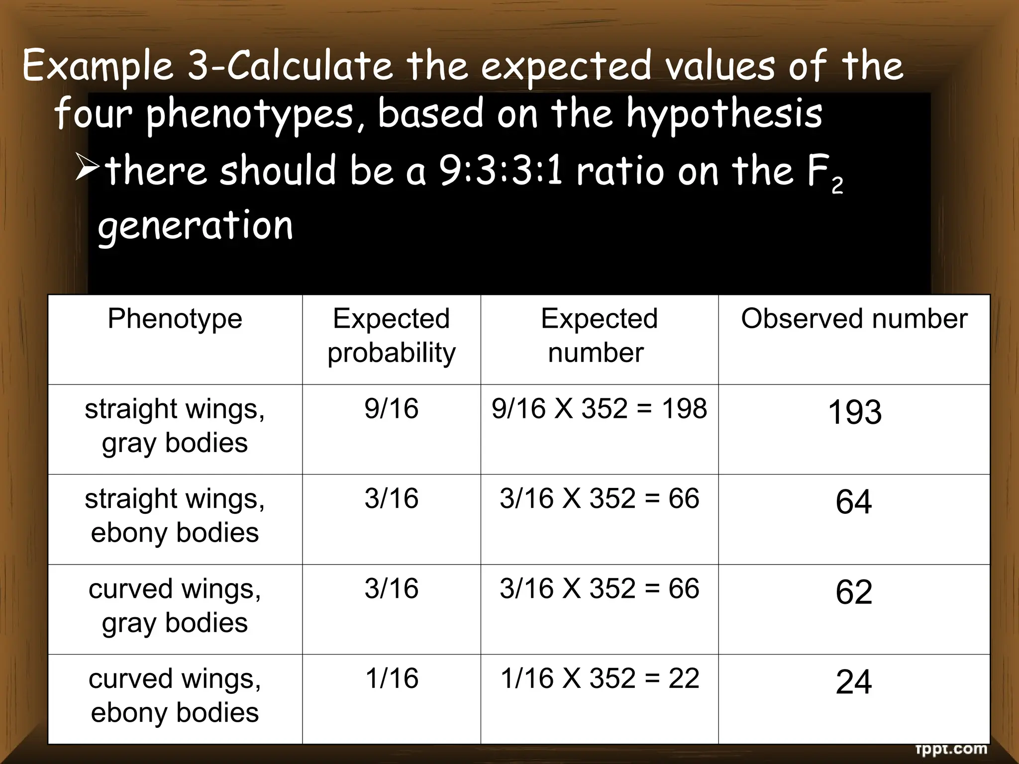 Example 3-Calculate the expected values of the
four phenotypes, based on the hypothesis
there should be a 9:3:3:1 ratio on the F2
generation
Phenotype Expected
probability
Expected
number
Observed number
straight wings,
gray bodies
9/16 9/16 X 352 = 198 193
straight wings,
ebony bodies
3/16 3/16 X 352 = 66 64
curved wings,
gray bodies
3/16 3/16 X 352 = 66 62
curved wings,
ebony bodies
1/16 1/16 X 352 = 22 24
 