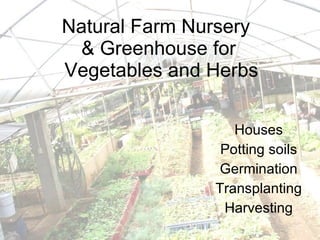 Natural Farm Nursery  & Greenhouse for  Vegetables and Herbs Houses Potting soils Germination Transplanting Harvesting 