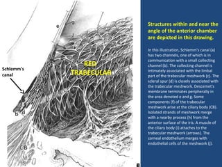 Trabecular Meshwork Components 9.ojo