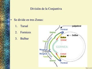 División de la Conjuntiva


• Se divide en tres Zonas:

   1. Tarsal

   2. Fornices

   3. Bulbar
 