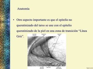 Anatomía


• Otro aspecto importante es que el epitelio no
  queratinizado del tarso se une con el epitelio
  queratinizad...