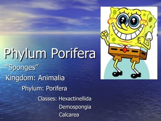 Phylum Porifera “ Sponges” Kingdom: Animalia Phylum: Porifera Classes: Hexactinellida   Demospongia   Calcarea 