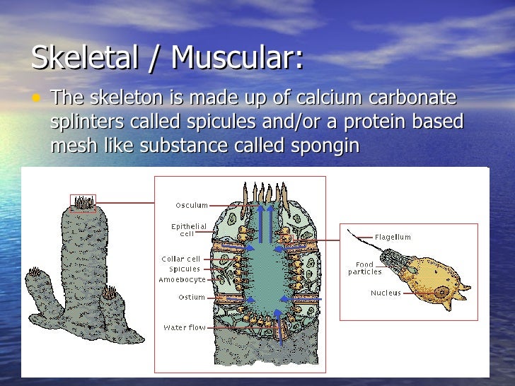 9. Phylum Porifera Notes