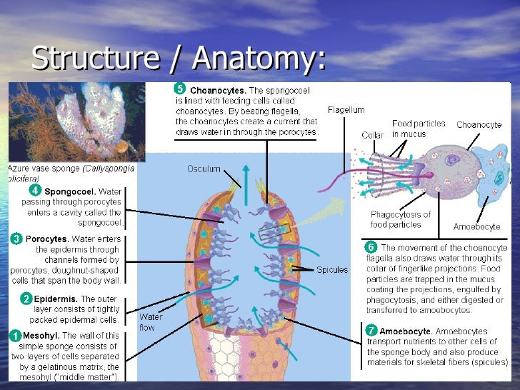 9 Phylum Porifera  Notes