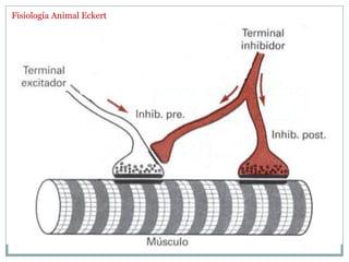 Fisiología Animal Eckert
 