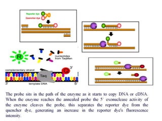  REAL TIME PCR  .pptx