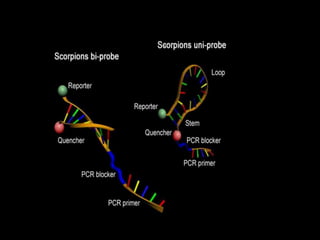  REAL TIME PCR  .pptx