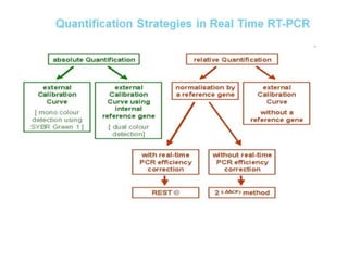  REAL TIME PCR  .pptx