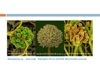Stachybotrys sp. - toxic mold Aspergillus flavus saprófita Memnoniella echinata
 