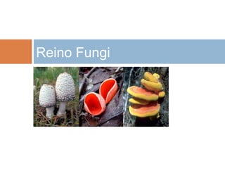 Reino Fungi
Copyright © 2009 Ron WolfCopyright © 2009 Ron Wolf
 