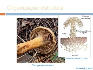 Organização estrutural
Copyright © 2009 Ron Wolf
CalPhotos © 2009 Ron Wolf
Chroogomphus vinicolor
(Adaptado de Campbell et al., 1999)
 