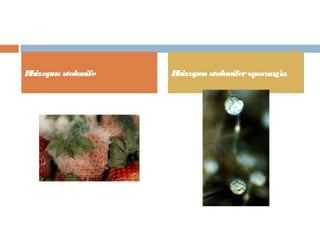 Rhizopus stolonife Rhizopus stolonifersporangia
 