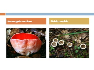 Sarcoscyphacoccinea Nidulacandida
 