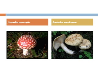 Amanitamuscaria Lactarius mexicanus
 