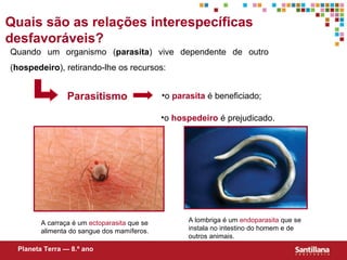 Quais são as relações interespecíficas desfavoráveis? Parasitismo o  parasita  é beneficiado; o  hospedeiro  é prejudicado. Quando um organismo ( parasita ) vive dependente de outro ( hospedeiro ), retirando-lhe os recursos:  Planeta Terra — 8.º ano A carraça é um  ectoparasita  que se alimenta do sangue dos mamíferos. A lombriga é um  endoparasita  que se instala no intestino do homem e de outros animais. 