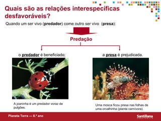 Quais são as relações interespecíficas desfavoráveis? Predação o  predador  é beneficiado; a  presa  é prejudicada. Planeta Terra — 8.º ano Quando um ser vivo ( predador ) come outro ser vivo  ( presa ): A joaninha é um predador voraz de pulgões. Uma mosca ficou presa nas folhas de uma orvalhinha (planta carnívora). 