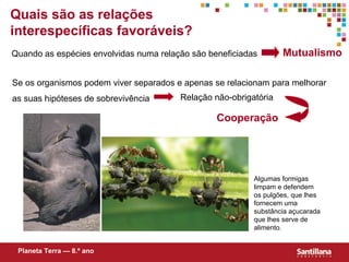 Se os organismos podem viver separados e apenas se relacionam para melhorar as suas hipóteses de sobrevivência Quais são as relações interespecíficas favoráveis? Quando as espécies envolvidas numa relação são beneficiadas Relação não-obrigatória Cooperação Algumas formigas limpam e defendem os pulgões, que lhes fornecem uma substância açucarada que lhes serve de alimento. Planeta Terra — 8.º ano Mutualismo 