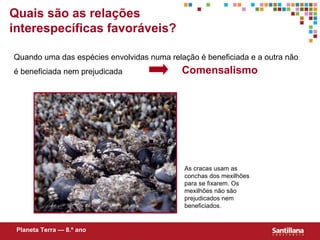 Quando uma das espécies envolvidas numa relação é beneficiada e a outra não é beneficiada nem prejudicada Quais são as relações interespecíficas favoráveis? Comensalismo As cracas usam as conchas dos mexilhões para se fixarem. Os mexilhões não são prejudicados nem beneficiados. Planeta Terra — 8.º ano 