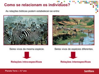 Como se relacionam os indivíduos? As relações bi óticas  podem estabelecer-se entre: Seres vivos da mesma espécie. Seres vivos de espécies diferentes. Relações intra-específicas Relações interespecíficas Planeta Terra — 8.º ano 