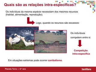 Quais   são as relações intra-específicas? Logo, quando os recursos são escassos: Competição intra-específica Planeta Terra — 8.º ano Os indivíduos da mesma espécie necessitam dos mesmos recursos (habitat, alimentação, reprodução). Os indivíduos competem entre si. Em situaç ões  extremas pode ocorrer  canibalismo . 