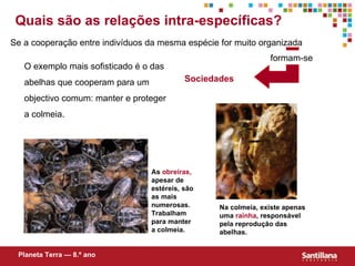 Quais são as relações intra-específicas? Se a cooperação entre indivíduos da mesma espécie for muito organizada Sociedades Na colmeia, existe apenas uma  rainha , responsável pela reprodução das abelhas. As  obreiras,  apesar de estéreis, são as mais numerosas. Trabalham para manter a colmeia.  Planeta Terra — 8.º ano O exemplo mais sofisticado é o das abelhas que cooperam para um objectivo comum: manter e proteger a colmeia. formam-se 