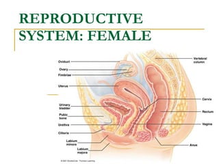 REPRODUCTIVE SYSTEM: FEMALE   