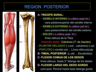 REGION  POSTERIOR   A-  TRICEPS SURAL: - GEMELO INTERNO  (n.ciático popl.int.) cara pósterosuperior del cóndilo interno - GEMELO EXTERNO  (n.ciático pol.int.) cara pósteroinferior del cóndilo externo - SOLEO  ( n.ciático popl. Int ) línea oblicua de la Tibia Inserción distal :  Calcáneo (T. de Aquiles) - PLANTAR DELGADO  ( c.ext. ..calcáneo) n.cpi - POPLITEO   ( cóndilo ext. .. Línea oblicua)cytp B-  TIBIAL POSTERIOR   (L.obl. ..   Escafoides) C-  FLEXOR COMUN DE LOS DEDOS línea oblicua  hasta 3° falange de los dedos D-  FLEXOR LARGO DEL DEDO GORDO cara post. Peroné hasta base falange gordo 