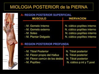 MIOLOGIA POSTERIOR de la PIERNA A-   REGION POSTERIOR SUPERFICIAL MUSCULO  INERVACION - M. Gemelo Interno  N. ciático popliteo interno - M. Gemelo externo  N. ciático poplíteo interno  - M. Soleo  N. ciático poplíteo interno - M. Plantar Delgado  N. ciático poplíteo interno B-   REGION POSTERIOR PROFUNDA   - M. Tibial Posterior  N. Tibial posterior - M. Flexor propio del Hallux  N. Tibial posterior - M. Flexor común de los dedos  N. Tibial posterior - M. Poplíteo  N. ciático p.int y T.post 