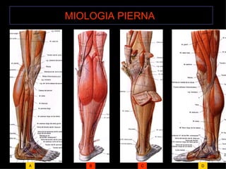 MIOLOGIA PIERNA   A B C D 