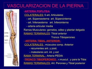 VASCULARIZACION DE LA PIERNA   ARTERIA POPLITEA :  COLATERALES:  5 art. Articulares - art. Súperoexterna  art. Súperointerna - art. Ínferoexterna  art. Ínferointerna - arteria articular media Ramas Musculares: gemelos, sóleo y plantar delgado RAMAS TERMINALES :  Tibial anterior  Tronco Tibioperoneo -  ARTERIA TIBIAL ANTERIOR:  COLATERALES :  músculos comp. Anterior - recurrentes ant. y post.  - maleolares ant. int. y ext RAMA TERMINAL :  Arteria PEDIA TRONCO TIBIOPERONEO :  r.muscul , y para la Tibia RAMAS TERMINALES:  Art. Peronea y Tibial posterior 