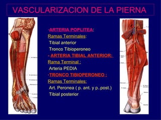VASCULARIZACION DE LA PIERNA   ARTERIA POPLITEA :  Ramas Terminales : Tibial anterior  Tronco Tibioperoneo -  ARTERIA TIBIAL ANTERIOR:  Rama Terminal : Arteria PEDIA TRONCO TIBIOPERONEO :   Ramas Terminales: Art. Peronea ( p. ant. y p..post.)  Tibial posterior 