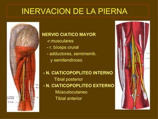 INERVACION DE LA PIERNA   NERVIO CIATICO MAYOR -r.musculares - r. bíceps crural - adductores, semimemb. y semitendinoso - N. CIATICOPOPLITEO INTERNO Tibial posterior - N. CIATICOPOPLITEO EXTERNO Músculocutaneo Tibial anterior 